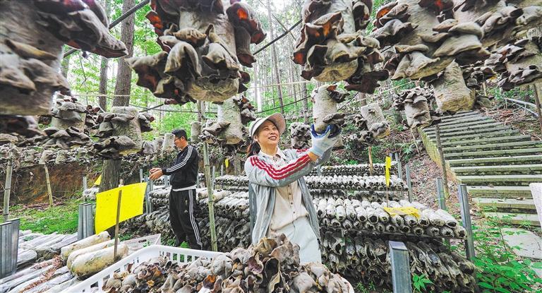 量发展产业调研】林下生金不朽情缘mg网址【高质(图2)